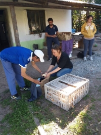 Entrega de pollitos y pollas ponedoras