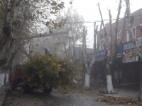 Con la poda de plátanos sobre Sarmiento continúa el Plan Forestal