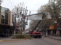 Con la poda de plátanos en Sarmiento, continúa el Plan Forestal