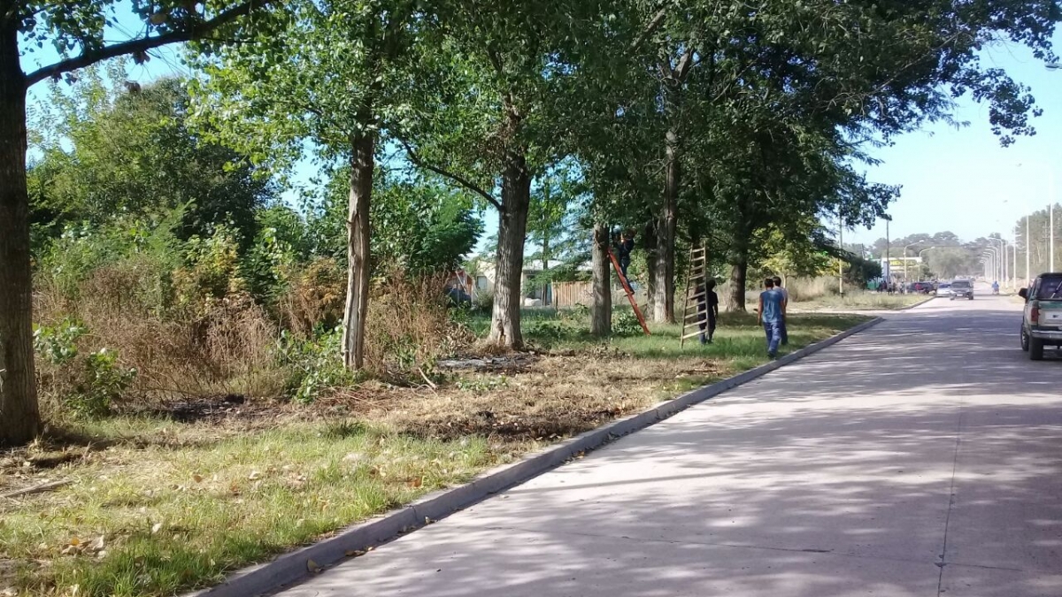 Raleo de árboles en la colectora de la Ruta 40