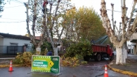 Plan Forestal 2019: poda de plátanos en el casco urbano