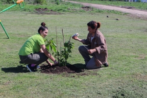 Plantación de nativas