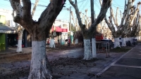 Poda en el casco urbano