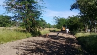 Nivelado y entoscado de calles en Bernasconi