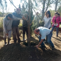 Con la plantación de casuarinas el intendente lazó el Plan Forestal 2019